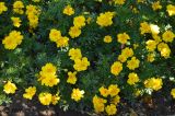 Tagetes patula