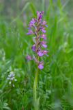 Anacamptis papilionacea