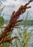 род Rumex. Часть соплодия. Приморье, окр. г. Находка, окр. пос. Ливадия, бухта Средняя, окраина каменистого пляжа, заросли Artemisia. 04.08.2021.