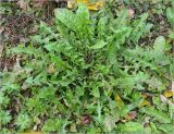 Taraxacum officinale