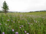 Scabiosa comosa