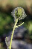 Hieracium alpinum. Верхушка побега с нераспустившимся соцветием. Кольский п-ов, Хибины, западное подножье массива Кукисвумчорр, зарастающая колея близ песчано-гравийного карьера. 11.08.2010.