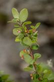 Cotoneaster melanocarpus. Верхушка ветви с соцветиями. Ростовская обл., Красносулинский р-н, окр. хут. Зайцевка, скальное обнажение. 30.04.2023.