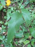 Hieracium borodinianum