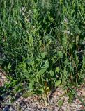 Lepidium latifolium