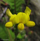 Lotus corniculatus