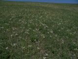 Ornithogalum navaschinii