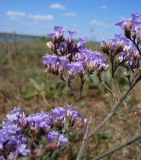 Limonium gmelinii. Часть соцветия. Ростовская обл., Неклиновский р-н, Миусский лиман, окр. с. Лакедемоновка, засолённый луг. 14.08.2012.