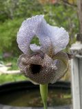 Iris kirkwoodii