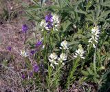 Polygala comosa