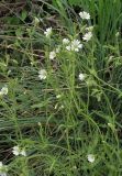 Cerastium arvense