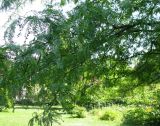 Gleditsia triacanthos