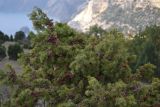 Juniperus deltoides. Ветви с созревающими шишкоягодами. Крым, окр. Севастополя, Караньское плато. 9 ноября 2012 г.