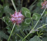 Trifolium physodes