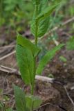 Hesperis matronalis. Часть побега. Ленинградская обл., Гатчинский р-н, окр. пос. Пудость, олуговелый отвал грунта у обочины просёлочной дороги. 08.06.2013.