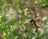 Conyza canadensis