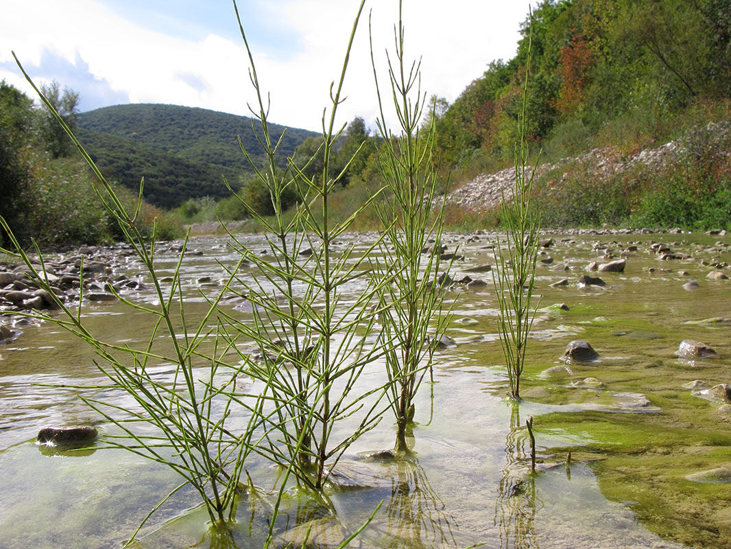 Изображение особи Equisetum arvense.