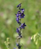 Delphinium crassifolium. Соцветие. Иркутская обл., окр. залива на левой стороне Иркутского вдхр., лес. Июль 2007 г.