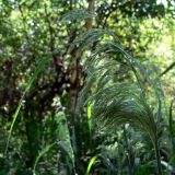 род Calamagrostis