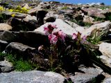 Pedicularis nordmanniana