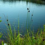 Juncus conglomeratus. Плодоносящее растение. Удмуртия, Якшур-Бодьинский р-н, окр. дер. Селычка, песчаный берег пруда. 11.07.2009.