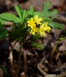 Gymnospermium altaicum