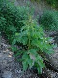 Rumex aquaticus