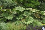 Gunnera manicata