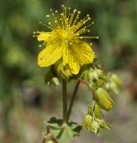 Hypericum montbretii