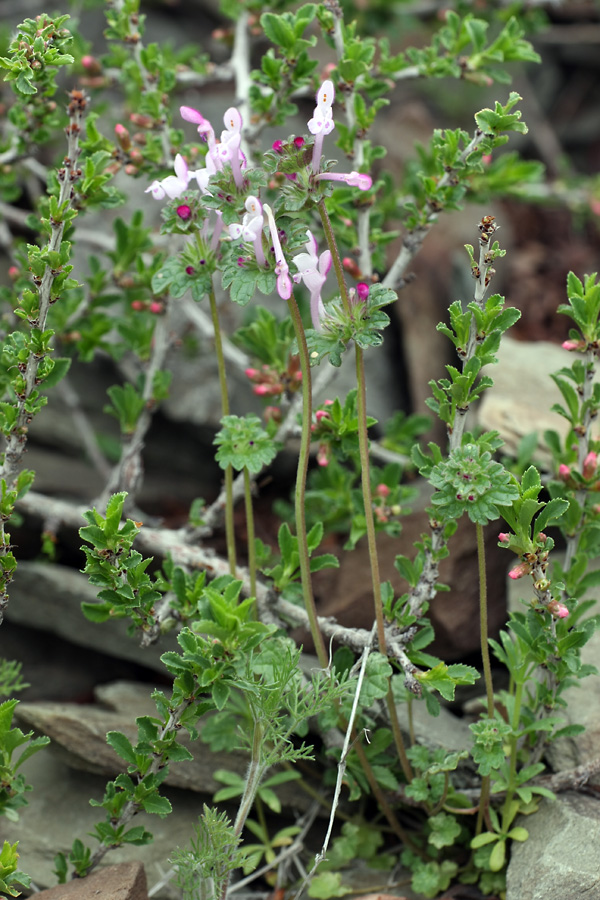 Изображение особи Lamium amplexicaule.