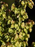 Rumex crispus