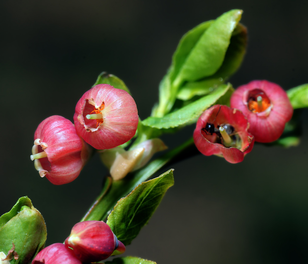 Изображение особи Vaccinium myrtillus.