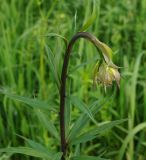 Lilium pilosiusculum