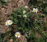 genus Anthemis