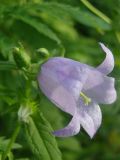 Campanula trachelium