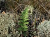 Woodsia ilvensis