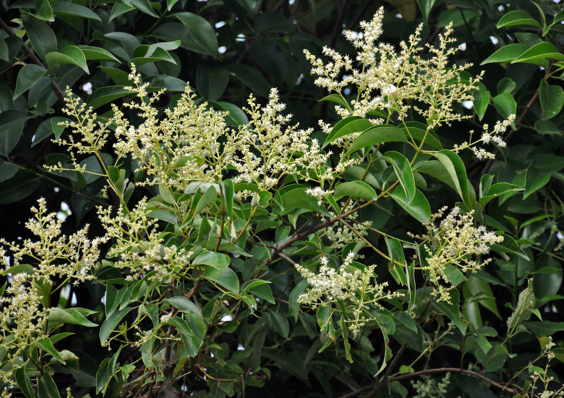 Изображение особи Ligustrum lucidum.