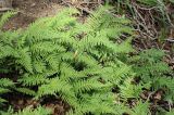 Polypodium californicum