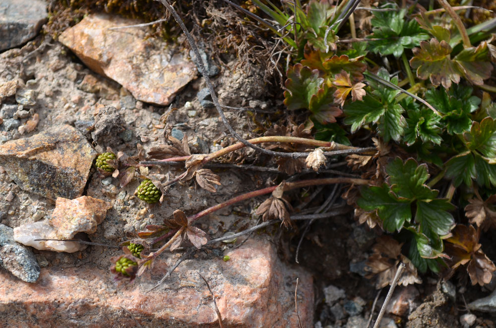 Изображение особи Potentilla gelida.