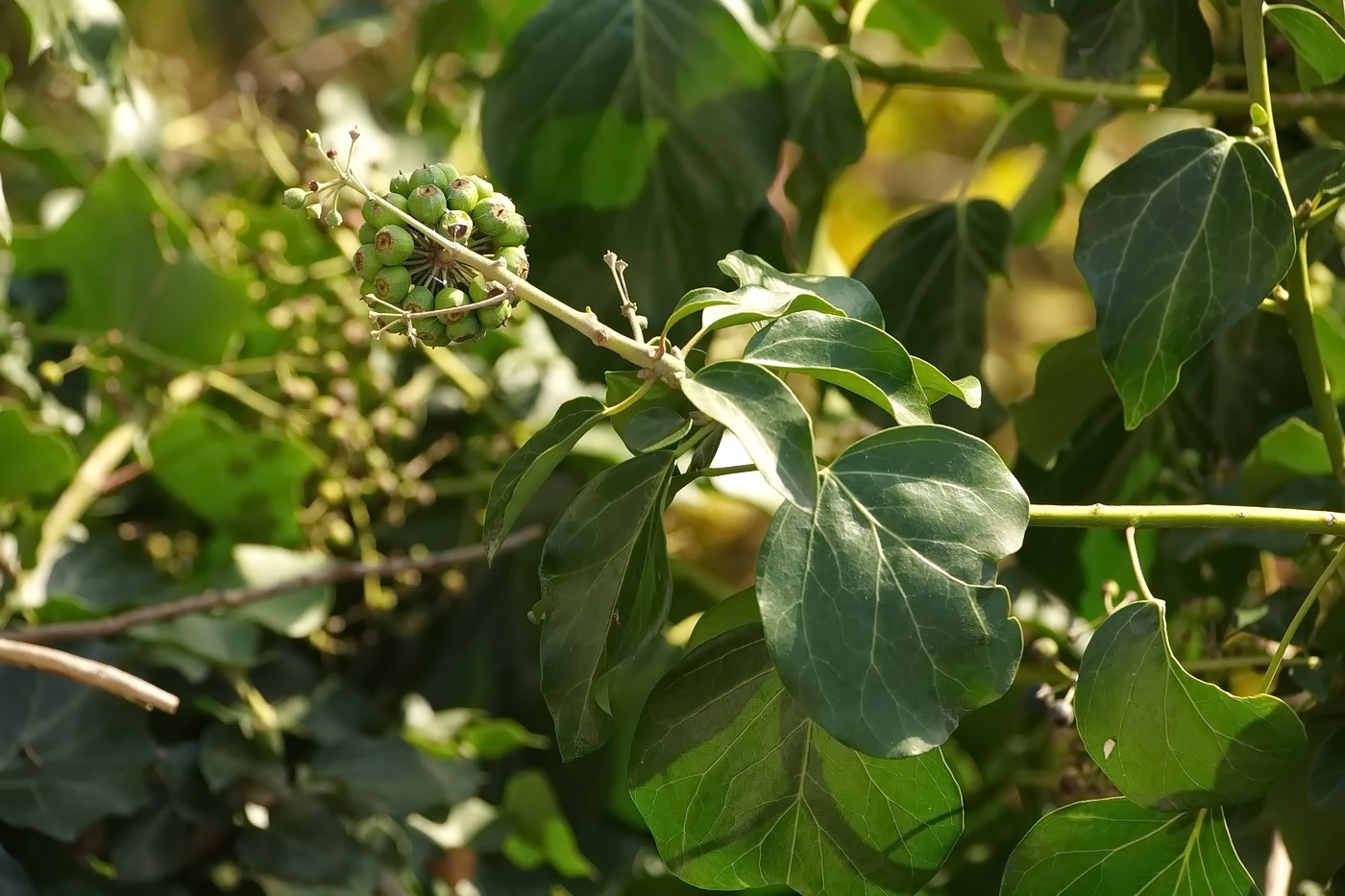 Изображение особи Hedera helix.