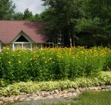 Heliopsis helianthoides ssp. scabra