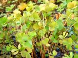 Marsilea quadrifolia