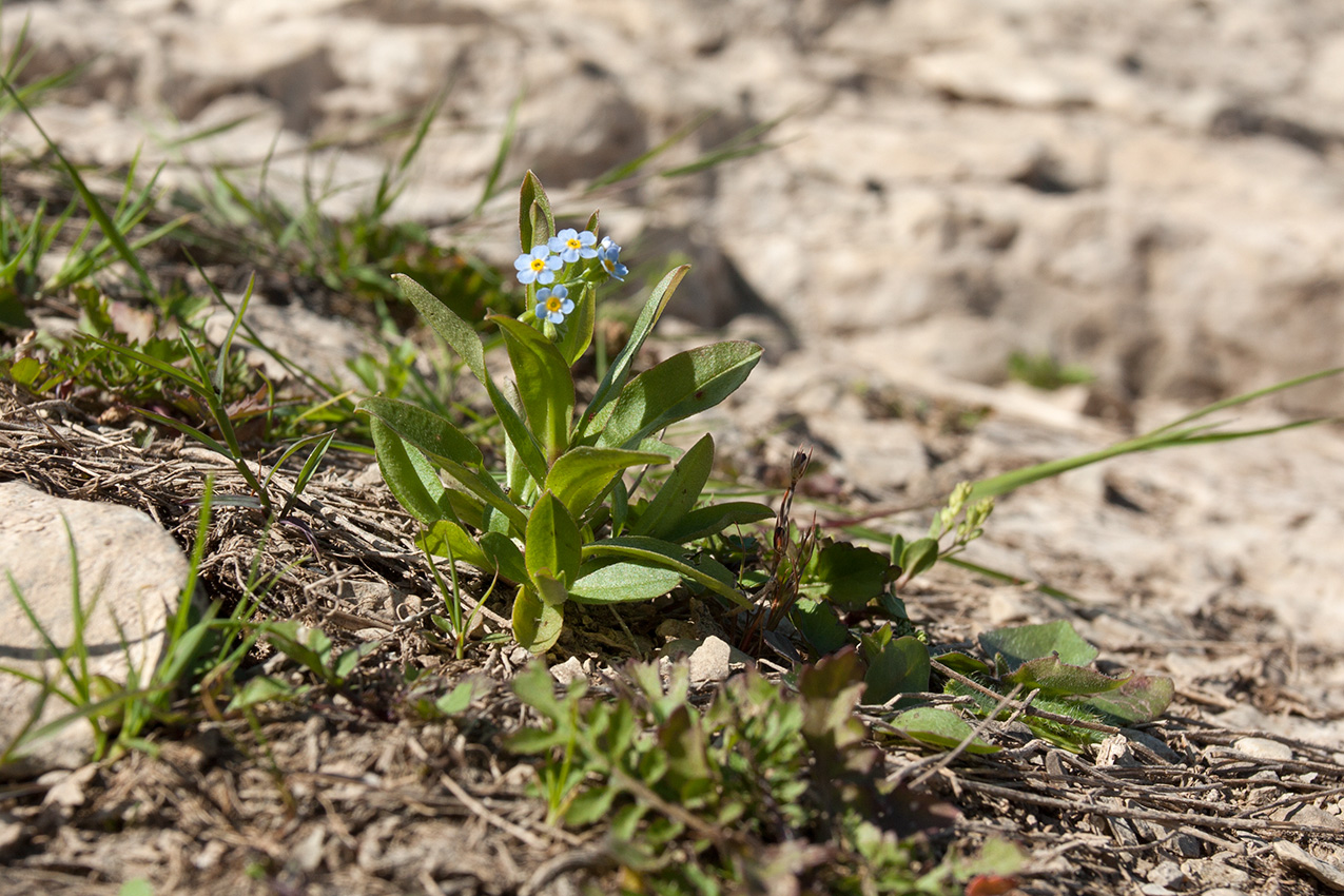 Изображение особи Myosotis lithuanica.