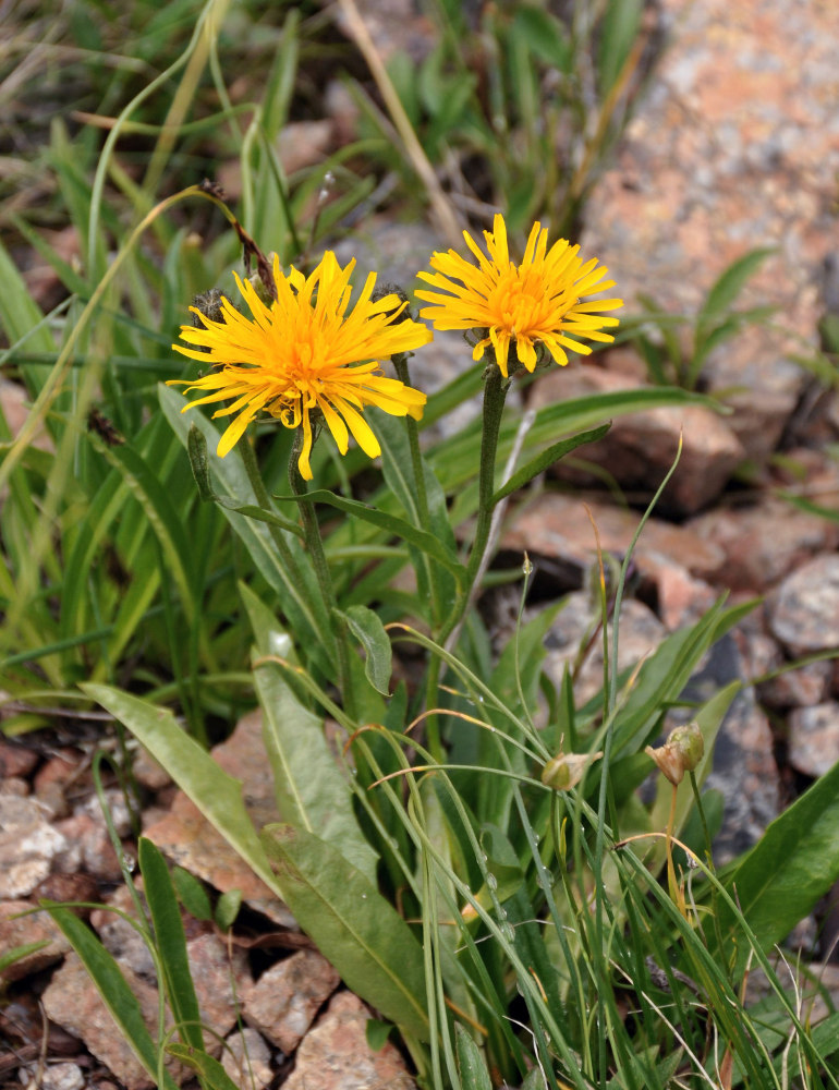 Изображение особи Crepis chrysantha.