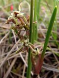 Scheuchzeria palustris