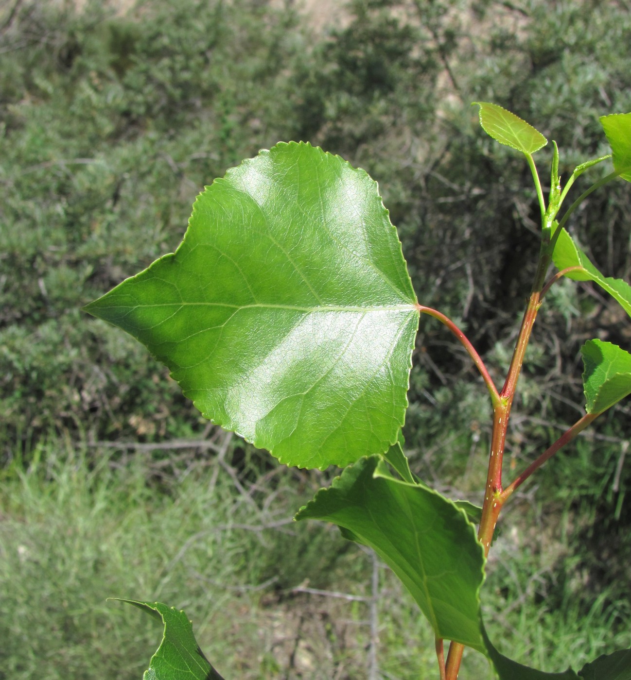 Изображение особи Populus nigra.