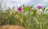 Geranium dissectum. Верхушка цветущего растения. Крым, Керченский п-ов, Приазовье, Осовинская степь. 01.05.2019.