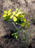 Erysimum canescens. Соцветия. Кыргызстан, Иссык-Кульская обл., восточная окр. с. Бостери, территория спортивно-оздоровительного лагеря КазНУ им. аль-Фараби. 30.05.2019.