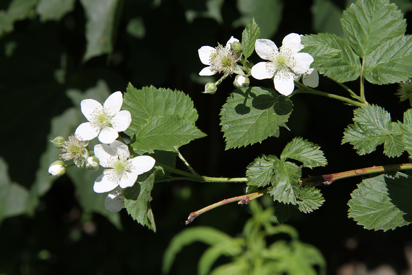 Изображение особи Rubus nessensis.