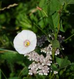 Convolvulus arvensis